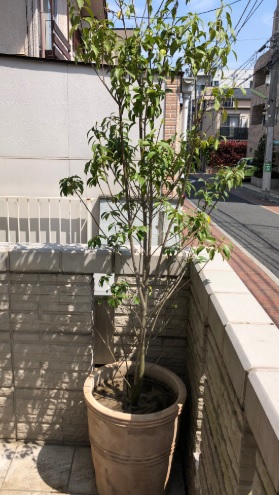 素焼きの植木鉢とソヨゴ