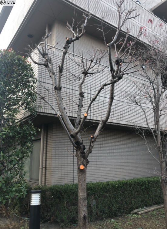 桜の木の剪定 - 千葉県のその他