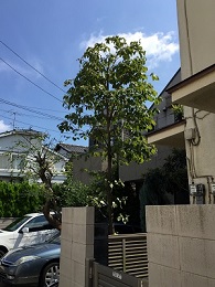 世田谷の植木屋、風のガーデン世田谷が千歳台でプリペット ハナミズキ等の植木を剪定した後の様子