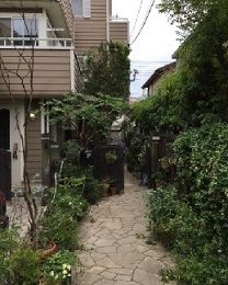 世田谷区の植木屋　風のガーデン世田谷が目黒区の植木（サワラ　ヒメシャラ　シラカシ）を剪定した後の様子。"/