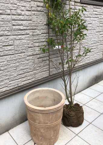 素焼きの植木鉢とソヨゴ