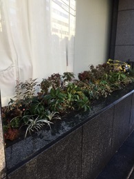 花壇の植栽作業